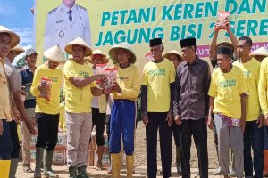 Bupati Muna Barat Launching Program Petani Keren dan Penanaman Perdana Jagung Kuning 1.500 Ha