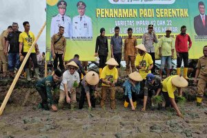 Bupati Muna Barat Launching Penanaman Padi Serentak 866 Hektar dan Serahkan Bantuan Benih dan Alsintan