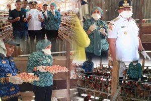 Bupati Muna Barat Tinjau Peternak Penerima Bantuan Ayam Petelur